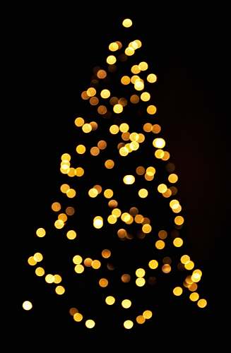 plant yellow lights on black background tree